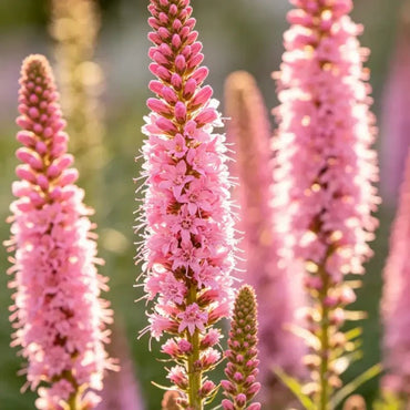 Pink Liatris Seeds - Verdseeds