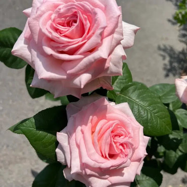Pink Litchi Garden Rose Seeds - Verdseeds