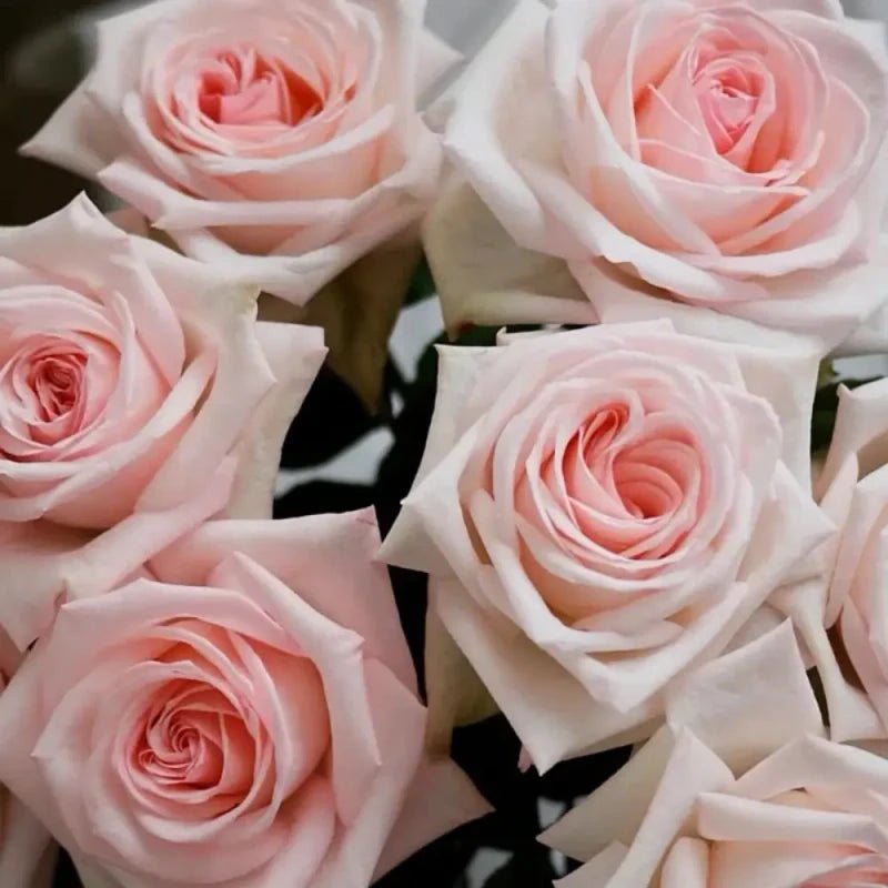 Pink Litchi Garden Rose Seeds - Verdseeds