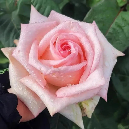 Pink Litchi Garden Rose Seeds - Verdseeds