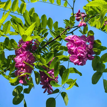 Pink Locust Seeds - Verdseeds