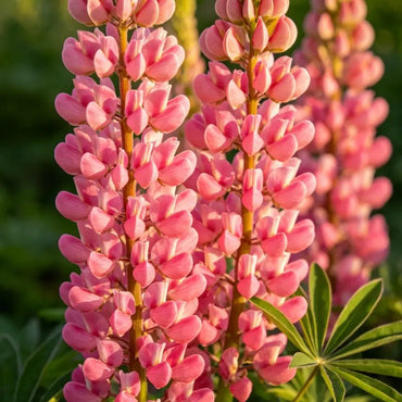 Pink Lupin Seeds - Verdseeds