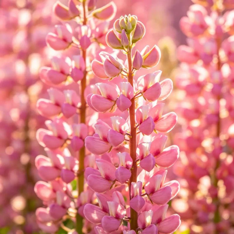 Pink Lupin Seeds - Verdseeds
