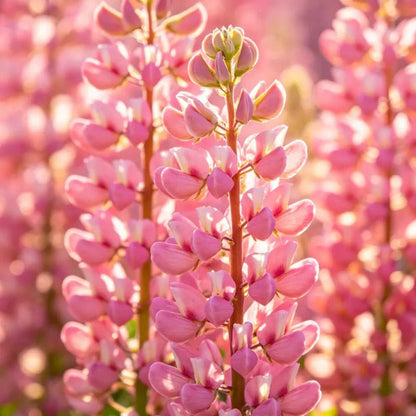 Pink Lupin Seeds - Verdseeds