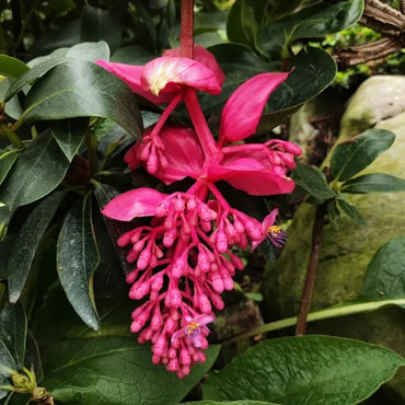 Pink Medinilla Seeds - Verdseeds