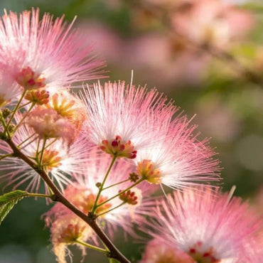 Pink Mimosa Tree Seeds - Verdseeds