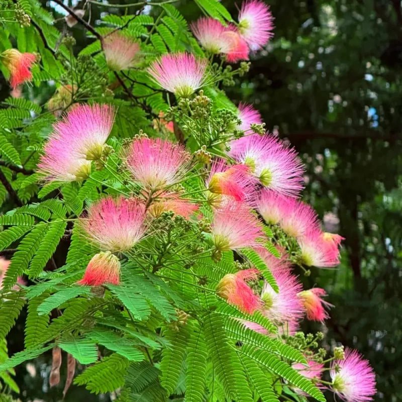 Pink Mimosa Tree Seeds - Verdseeds