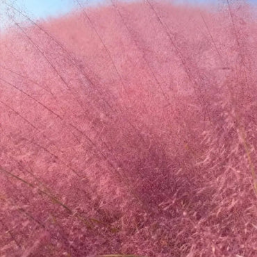 Pink Muhly Grass Seeds - Verdseeds