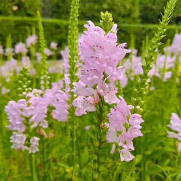 Pink Obedient Plant Seeds - Verdseeds