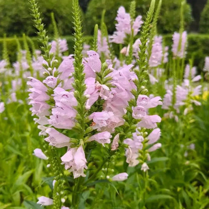 Pink Obedient Plant Seeds - Verdseeds