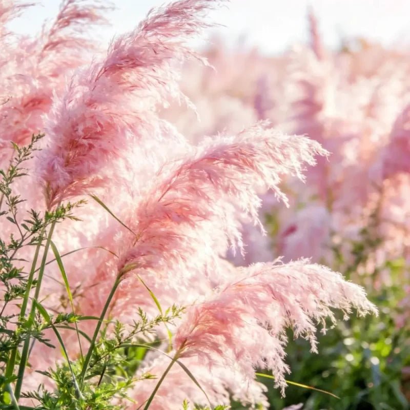 Pink Pampas Grass Seeds - Verdseeds