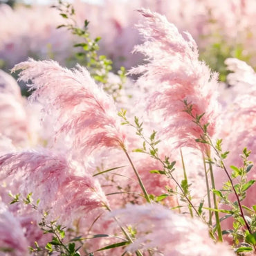 Pink Pampas Grass Seeds - Verdseeds