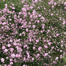 Pink Perennial Gypsophila Seeds - Verdseeds