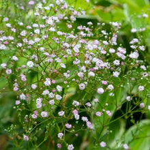 Pink Perennial Gypsophila Seeds - Verdseeds