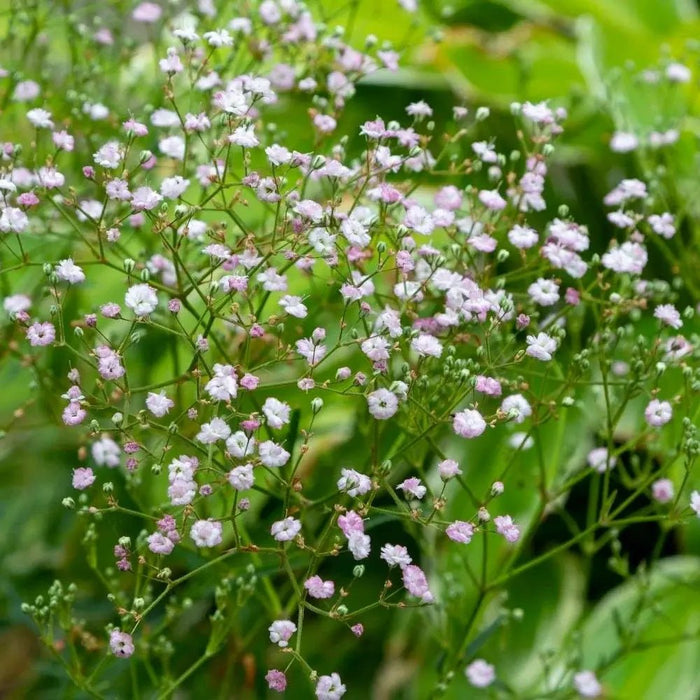 Pink Perennial Gypsophila Seeds - Verdseeds