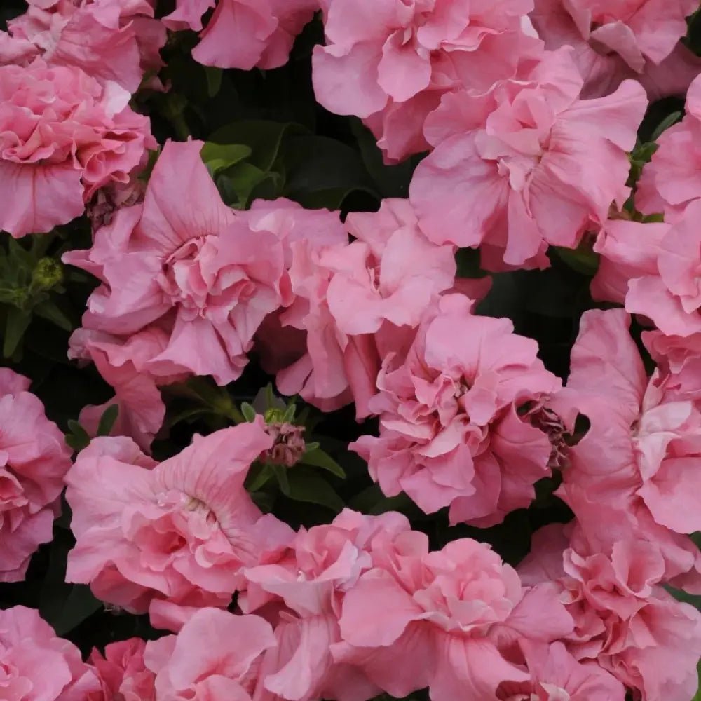 Pink Petunia Double Seeds - Verdseeds