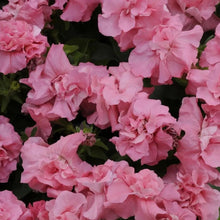 Pink Petunia Double Seeds - Verdseeds