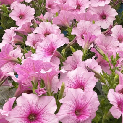 Pink Petunia Seeds - Verdseeds