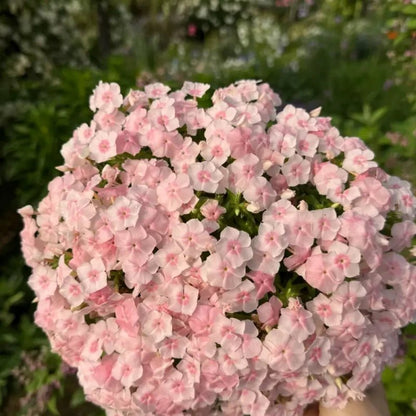 Pink Phlox Seeds - Verdseeds