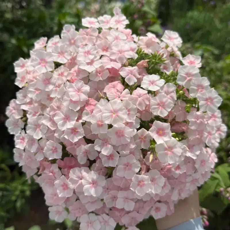 Pink Phlox Seeds - Verdseeds