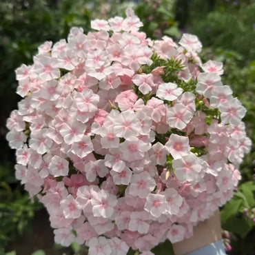 Pink Phlox Seeds - Verdseeds