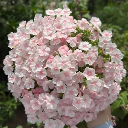 Pink Phlox Seeds - Verdseeds