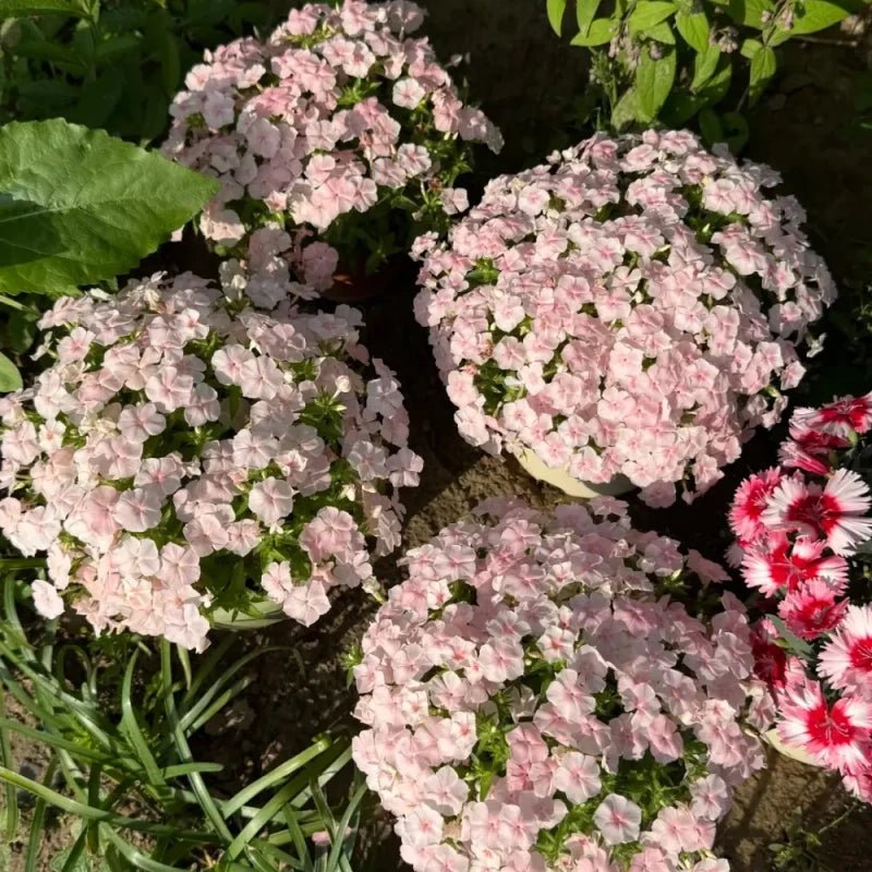 Pink Phlox Seeds - Verdseeds