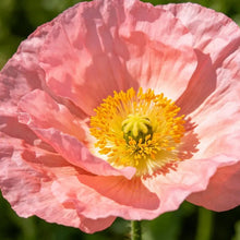 Pink Poppy Seeds - Verdseeds