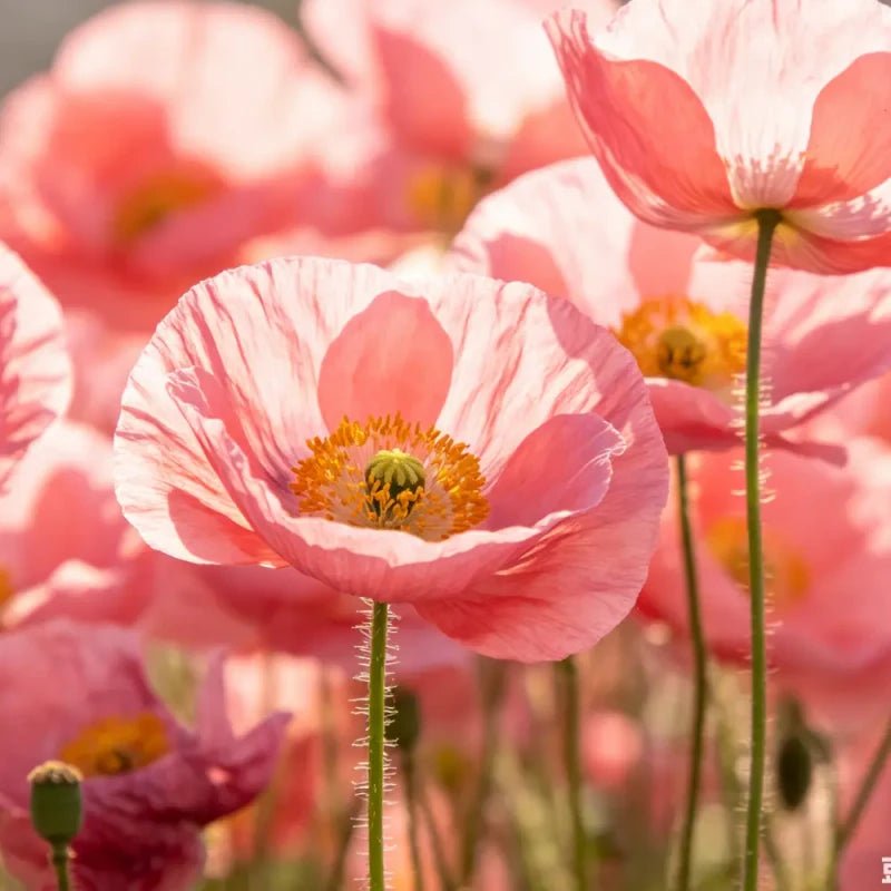 Pink Poppy Seeds - Verdseeds