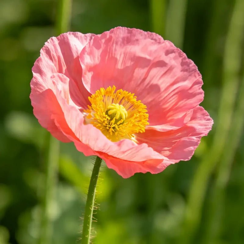 Pink Poppy Seeds - Verdseeds