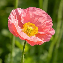 Pink Poppy Seeds - Verdseeds