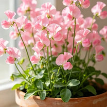 Pink Potted Sweet Pea - Verdseeds
