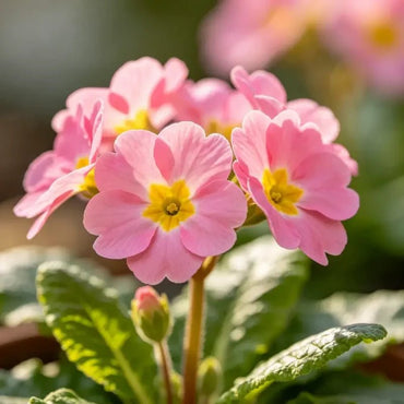 Pink Primrose Seeds - Verdseeds