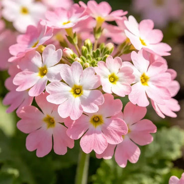 Pink Primrose Seeds - Verdseeds