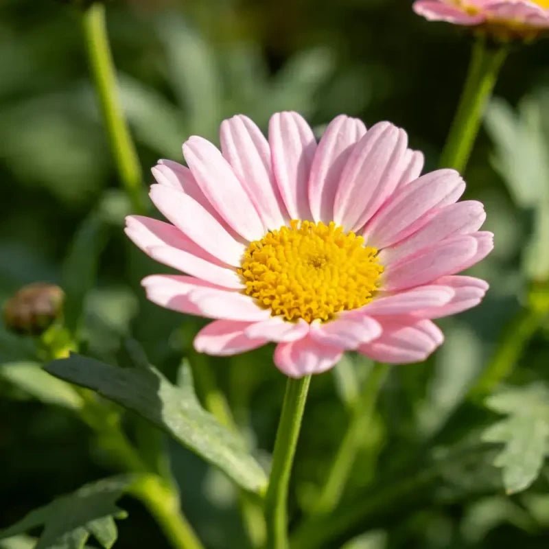 Pink Pyrethrum Seeds - Verdseeds