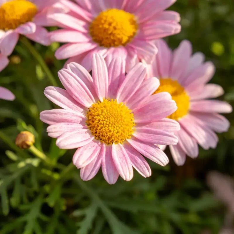 Pink Pyrethrum Seeds - Verdseeds