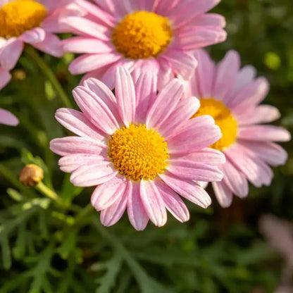 Pink Pyrethrum Seeds - Verdseeds