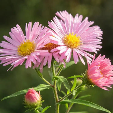 Pink Pyrethrum Seeds - Verdseeds