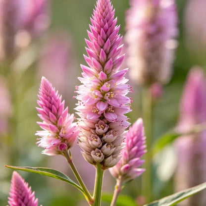 Pink Quail Grass Seeds - Verdseeds