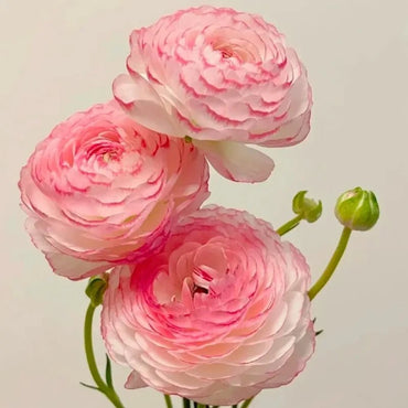 Pink Ranunculus Seeds - Verdseeds