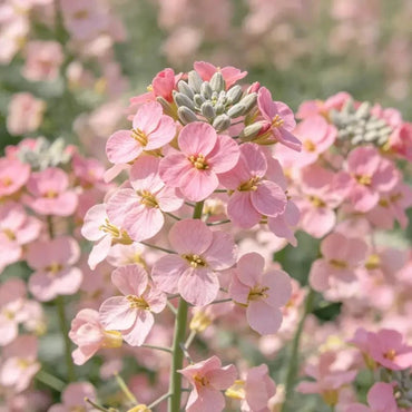 Pink Rock Cress Seeds - Verdseeds