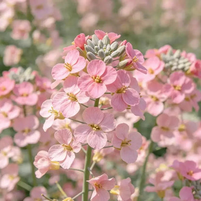 Pink Rock Cress Seeds - Verdseeds