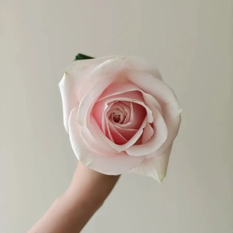 Pink Rose Seeds - Verdseeds