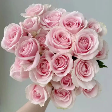 Pink Rose Seeds - Verdseeds