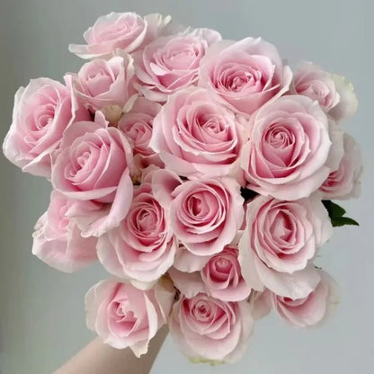 Pink Rose Seeds - Verdseeds