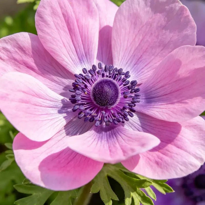 Pink Scabiosa Seeds - Verdseeds