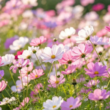 Pink series mixed colors Cosmos Seeds - Verdseeds