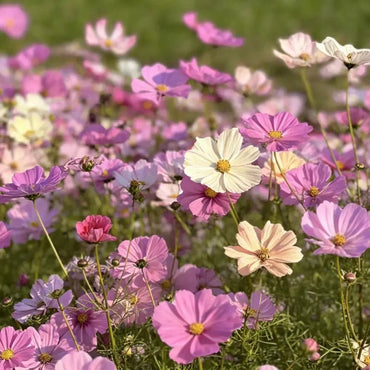 Pink series mixed colors Cosmos Seeds - Verdseeds
