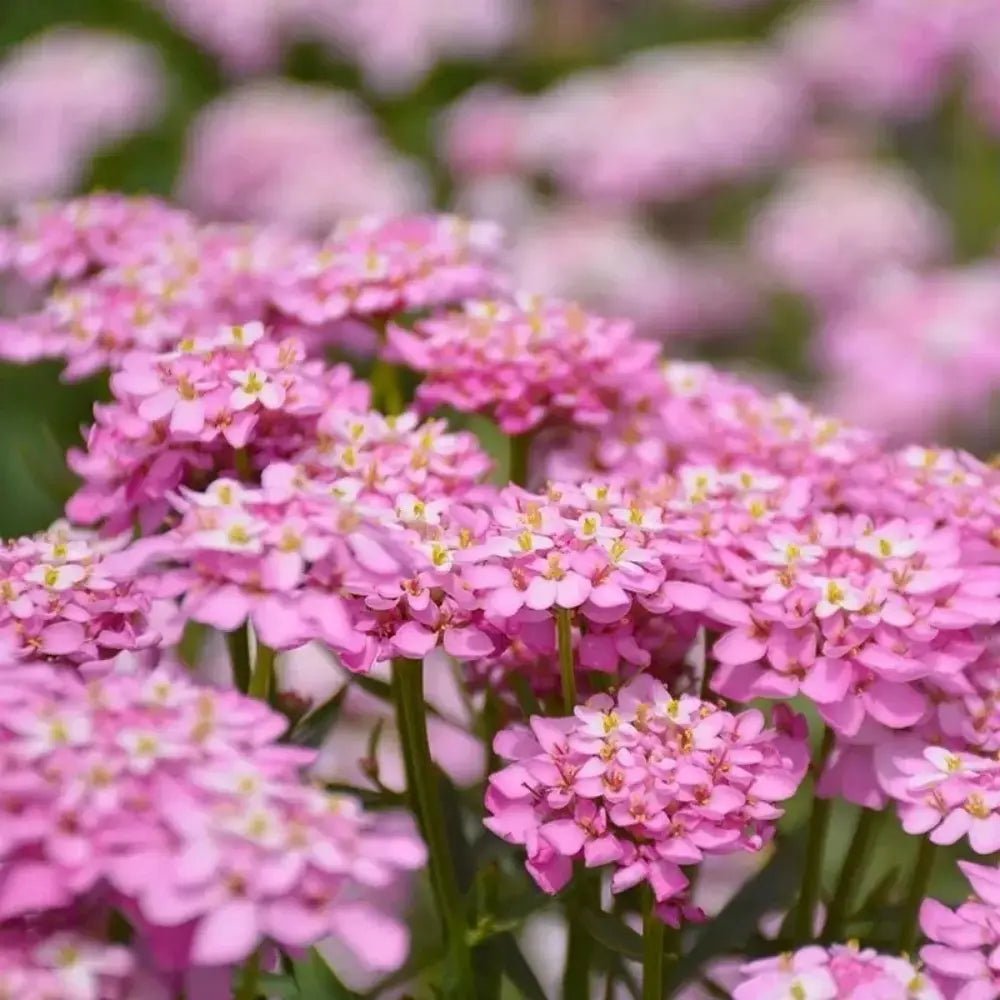 Pink Silene Pendula Catchfly Seeds - Verdseeds