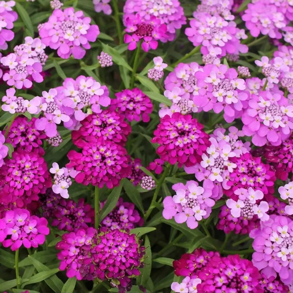 Pink Silene Pendula Catchfly Seeds - Verdseeds